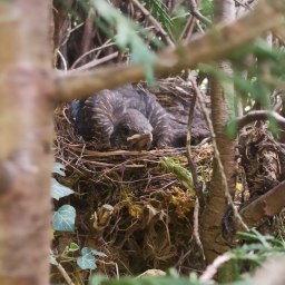 I Soffi della Primavera