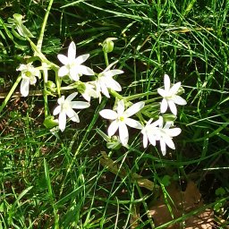 Meditazione di Primavera