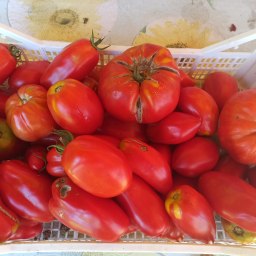 I Soffi rossi del Pomodoro