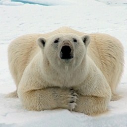 I Soffi dell’ Inverno