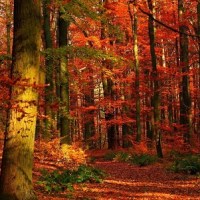 Camminate d’Autunno